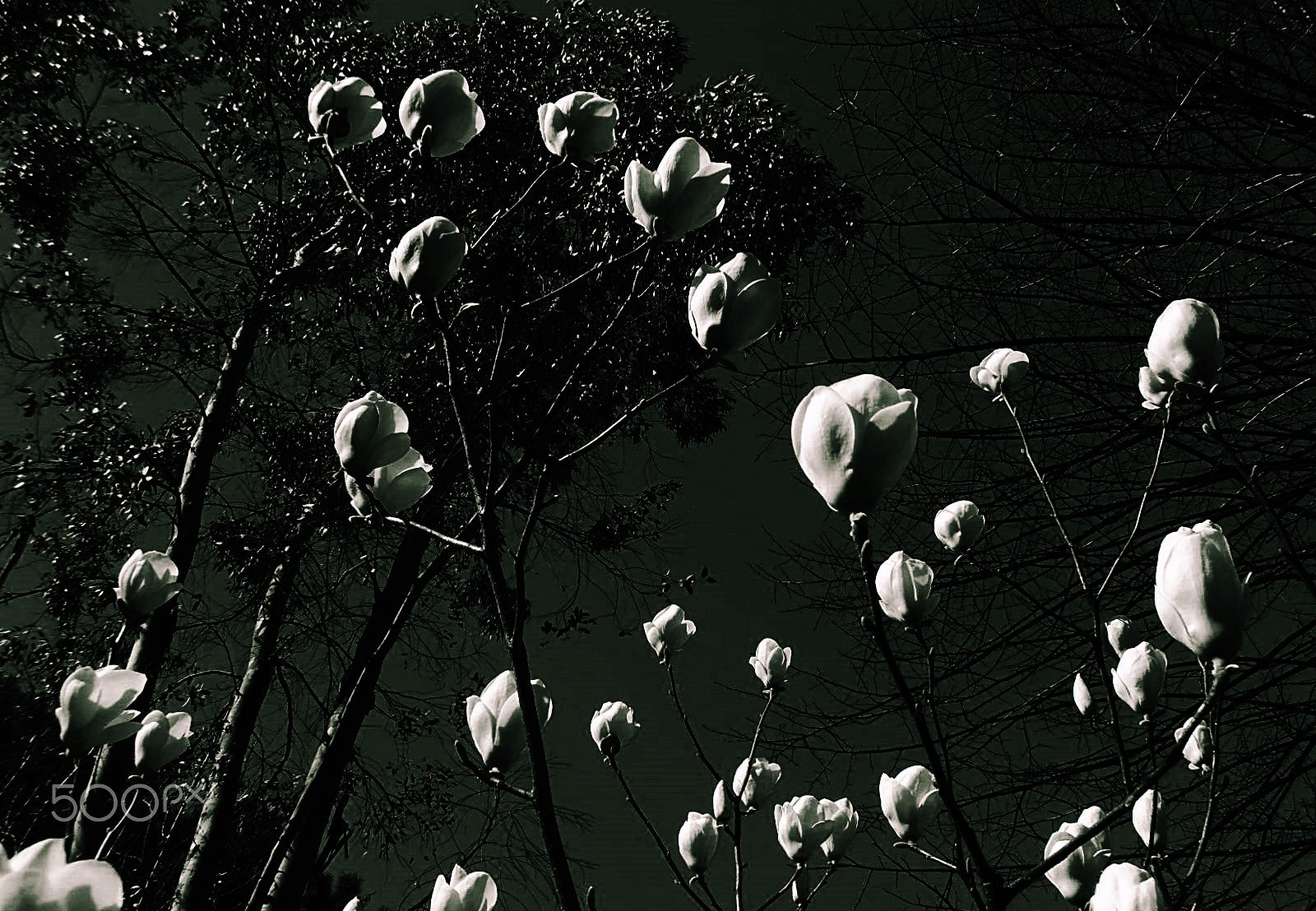 Olympus VR325,VR320,D725 sample photo. White magnolia photography