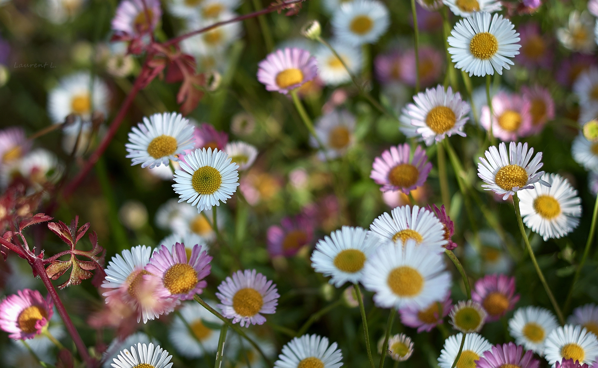 Samsung NX 30mm F2 Pancake sample photo. United colors of daisy town photography