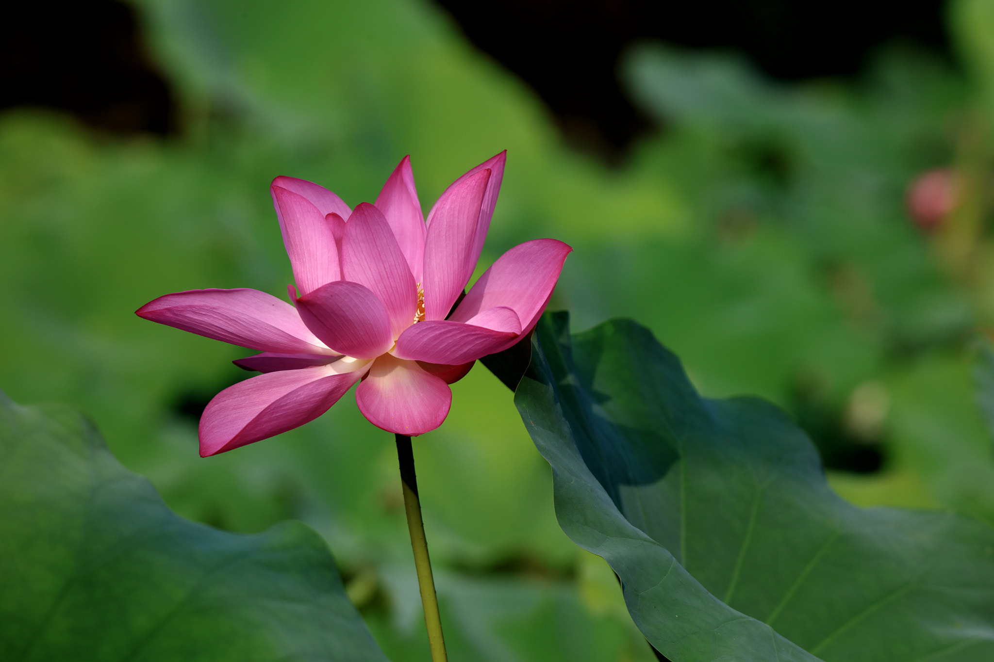 Tamron SP 150-600mm F5-6.3 Di VC USD sample photo. Lotus photography