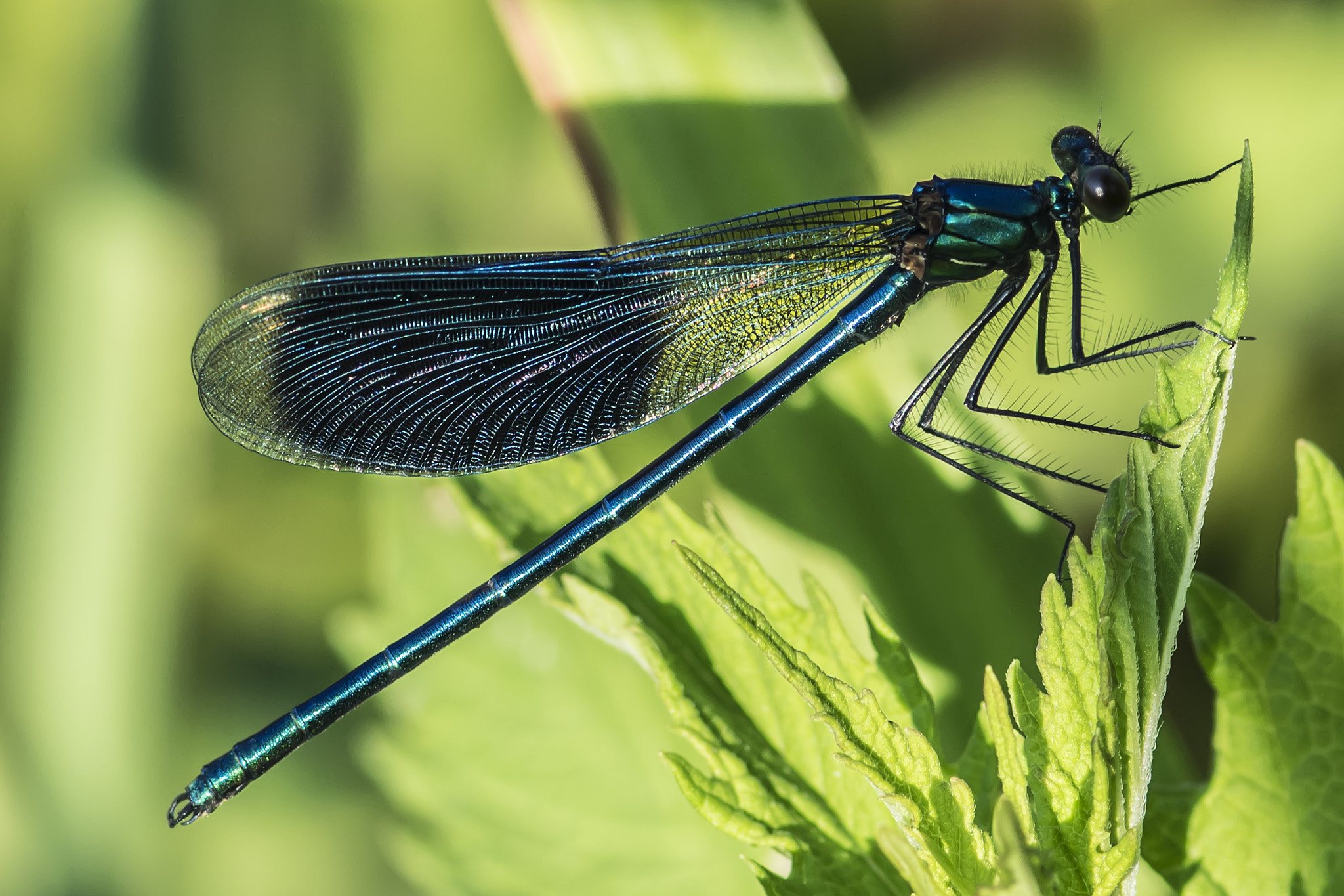 Nikon AF-S Micro-Nikkor 105mm F2.8G IF-ED VR sample photo. Libelle photography