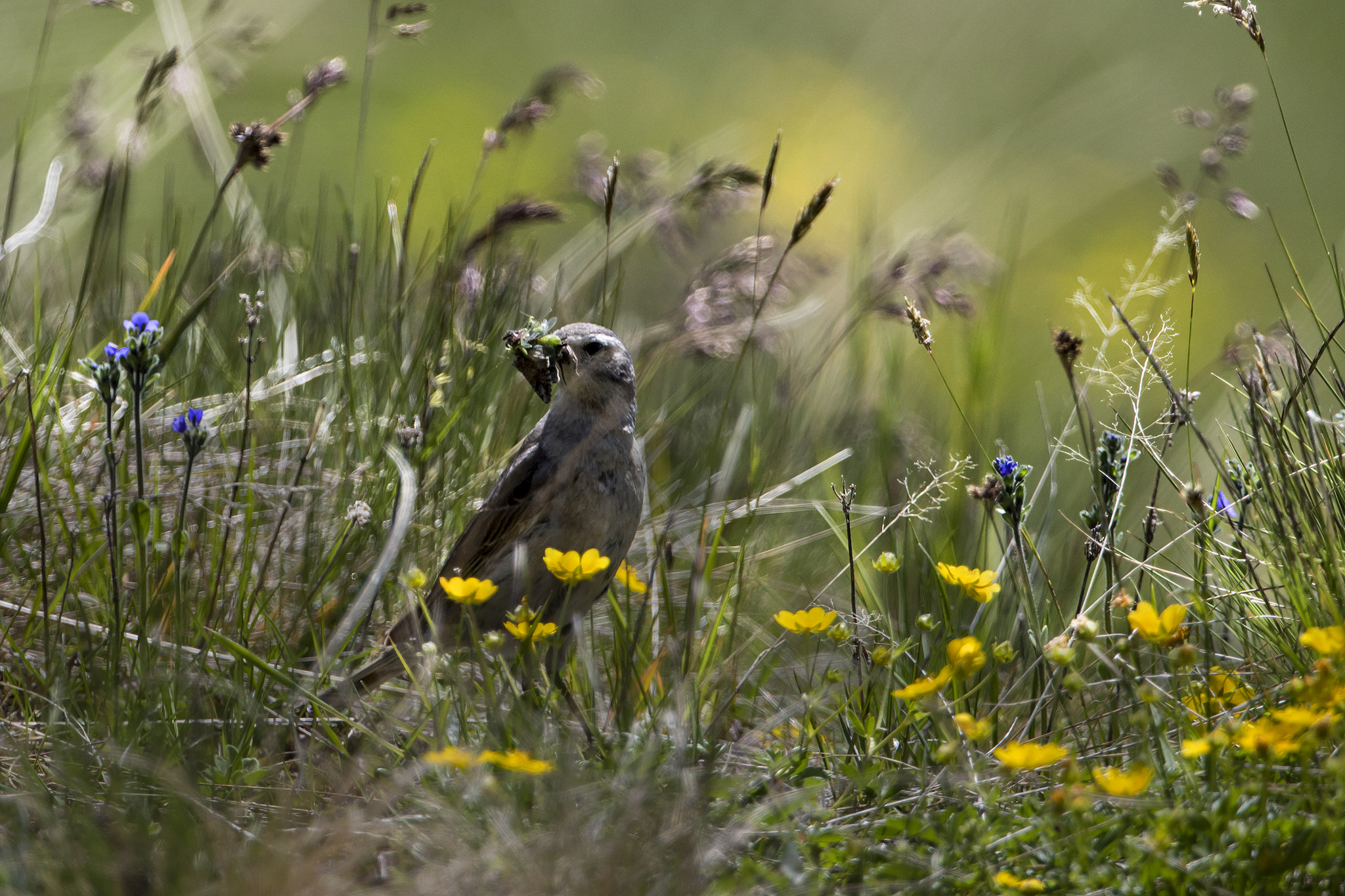 Canon EF 300mm F2.8L IS II USM sample photo. Spioncello photography