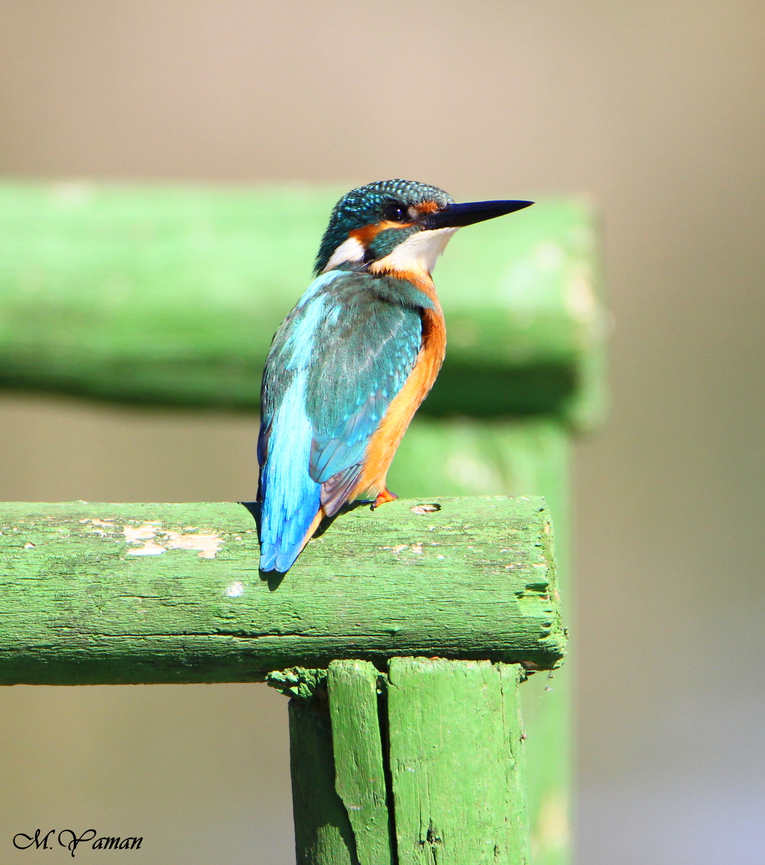 Tamron SP 150-600mm F5-6.3 Di VC USD sample photo. Kingfisher photography