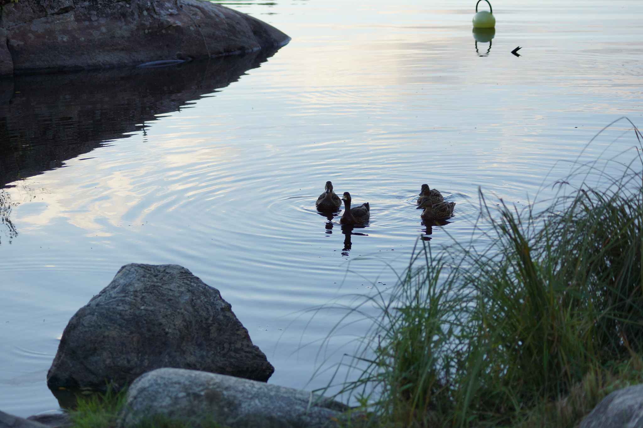 Sony DT 55-200mm F4-5.6 SAM sample photo. Duck family photography
