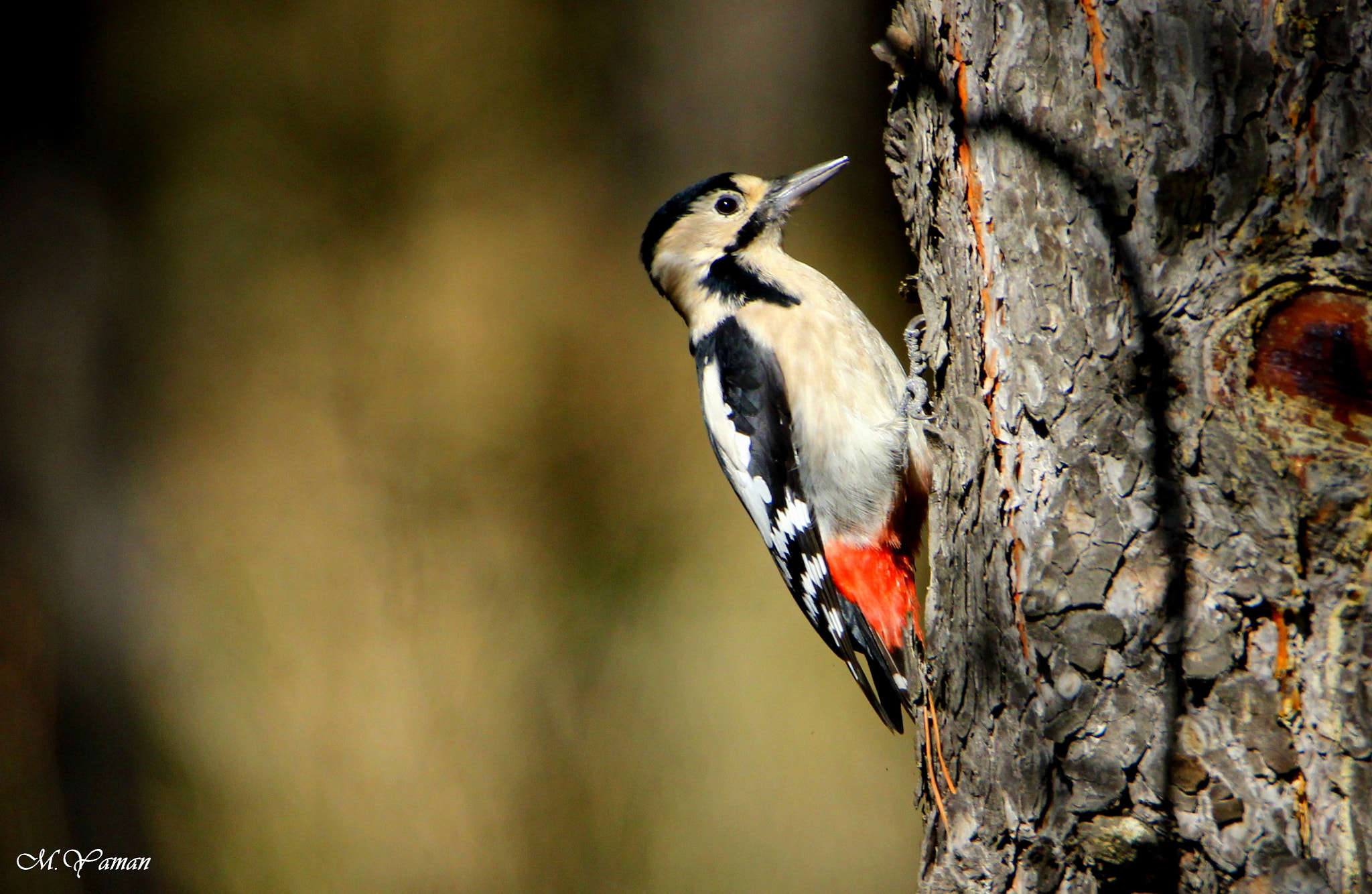 Tamron SP 150-600mm F5-6.3 Di VC USD sample photo. Alaca ağaçkakan - syrian woodpecker photography