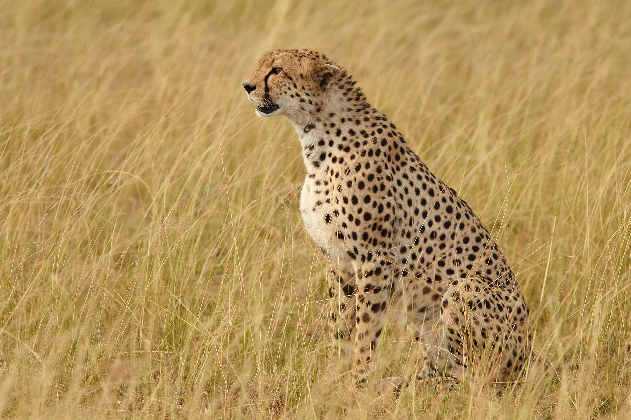 Canon EF 300mm F4L IS USM sample photo. Lone lookout photography