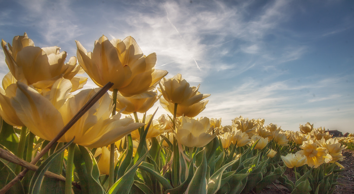 Canon EOS 50D + Canon EF-S 10-18mm F4.5–5.6 IS STM sample photo. Holland spring flowers field photography