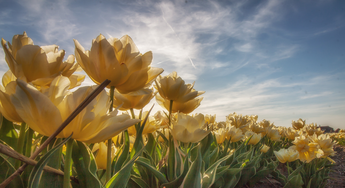 Canon EF-S 10-18mm F4.5–5.6 IS STM sample photo. Holland spring flowers field photography