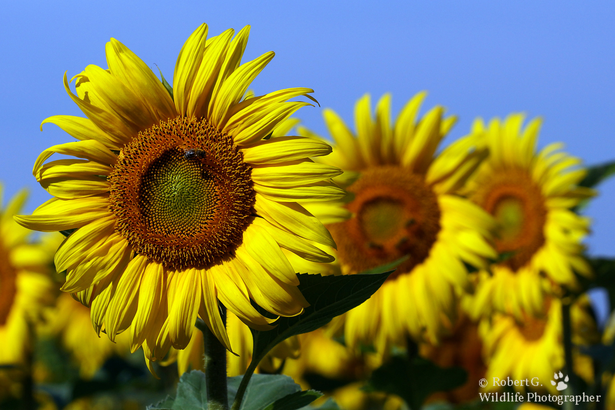 Sony SLT-A77 + Minolta/Sony AF 70-200mm F2.8 G sample photo. The three sunflowers photography