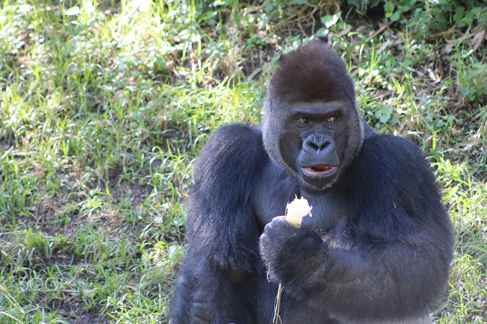 Canon EF 75-300mm f/4-5.6 USM sample photo. Gorilla 7502 photography