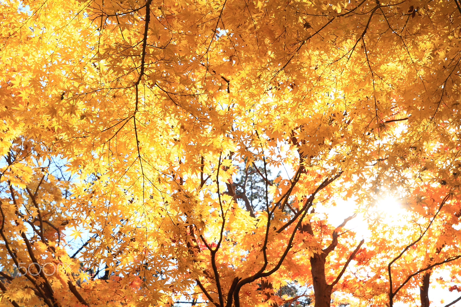 Canon 17-50mm sample photo. Your heartful autumn photography