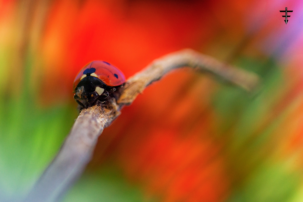 Sony SLT-A77 + 105mm F2.8 sample photo. The escapist photography