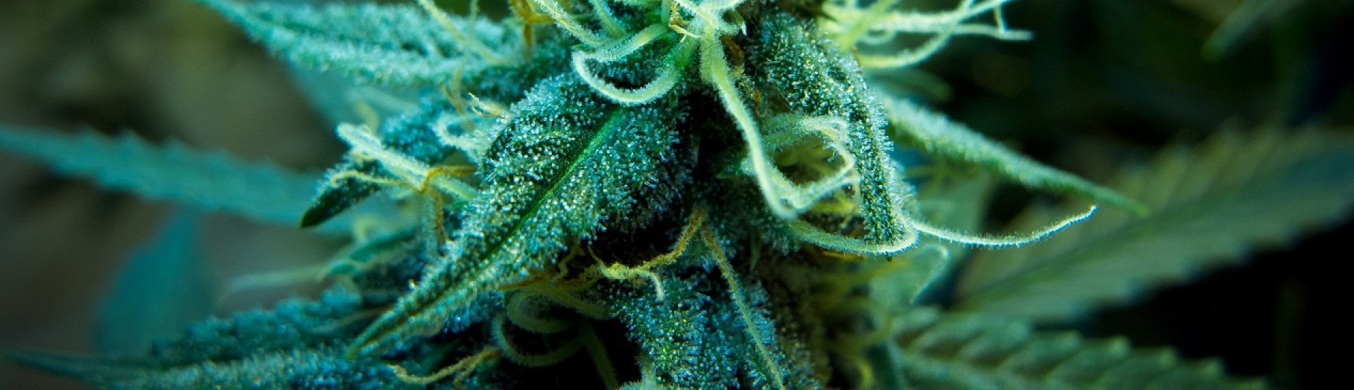 buy cannabis oil