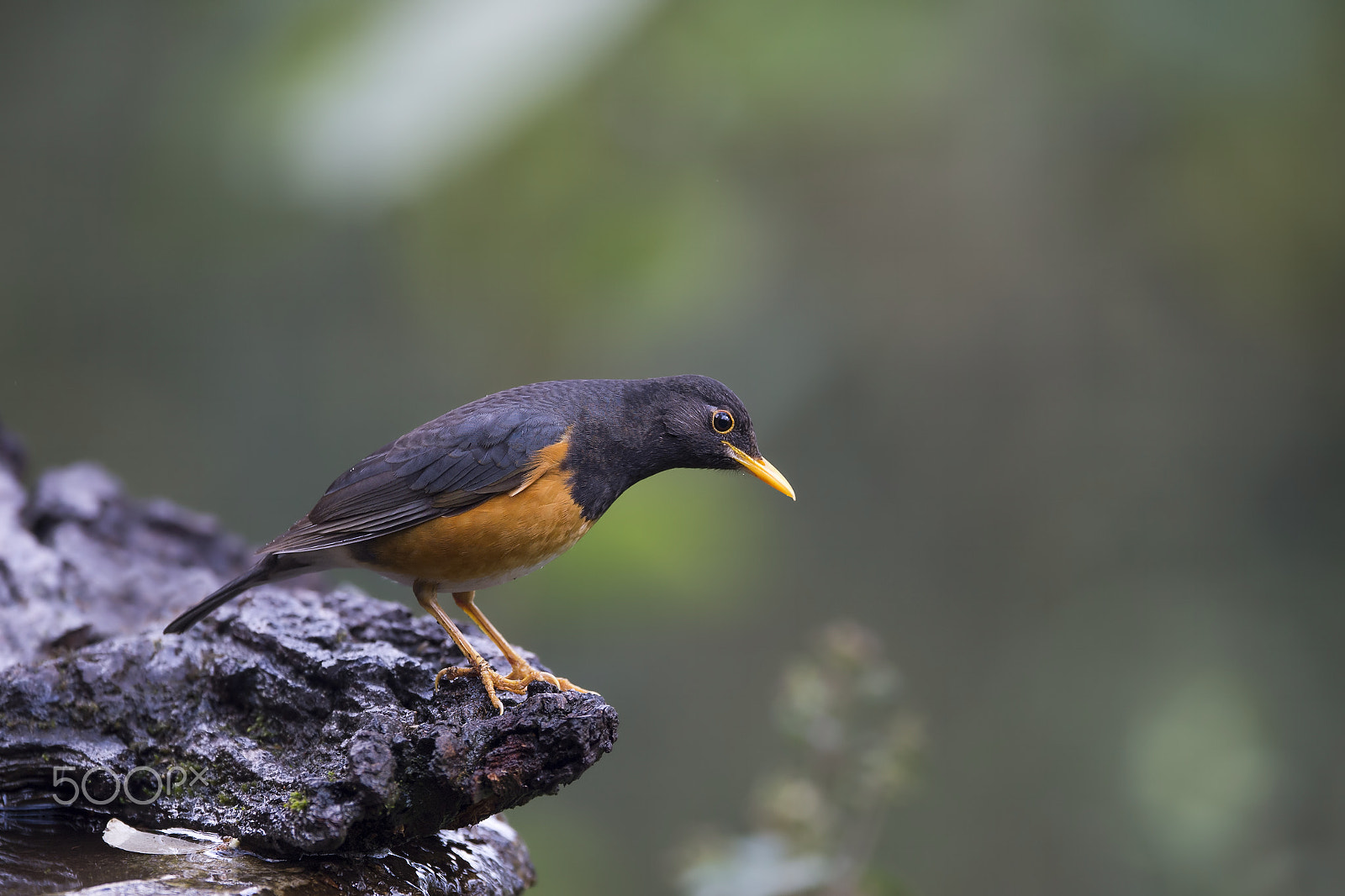 Nikon AF-S Nikkor 600mm F4E FL ED VR sample photo. Black-breasted thrush (m) photography