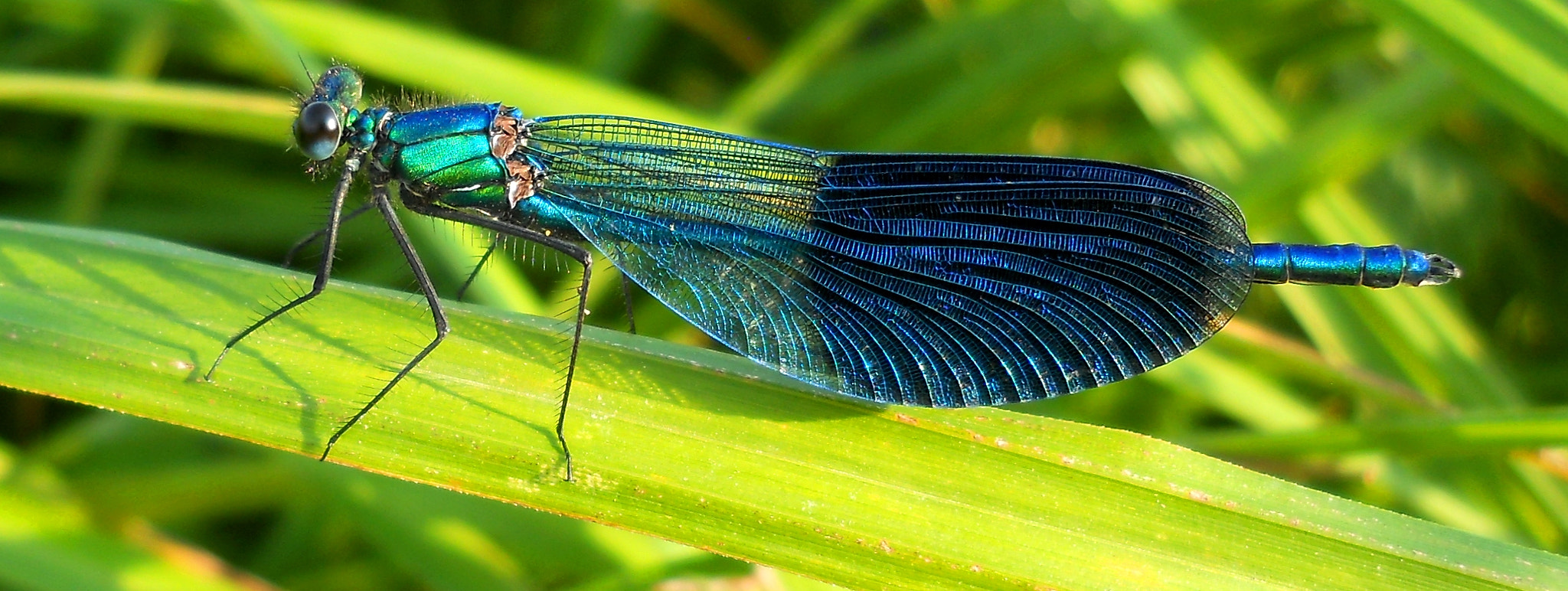 Nikon Coolpix L21 sample photo. Banded demoiselle photography