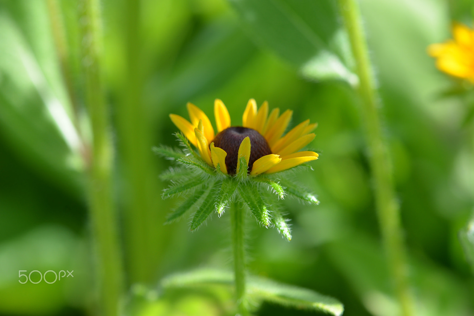 Nikon AF-S DX Micro-Nikkor 85mm F3.5G ED VR sample photo. Summer flower photography