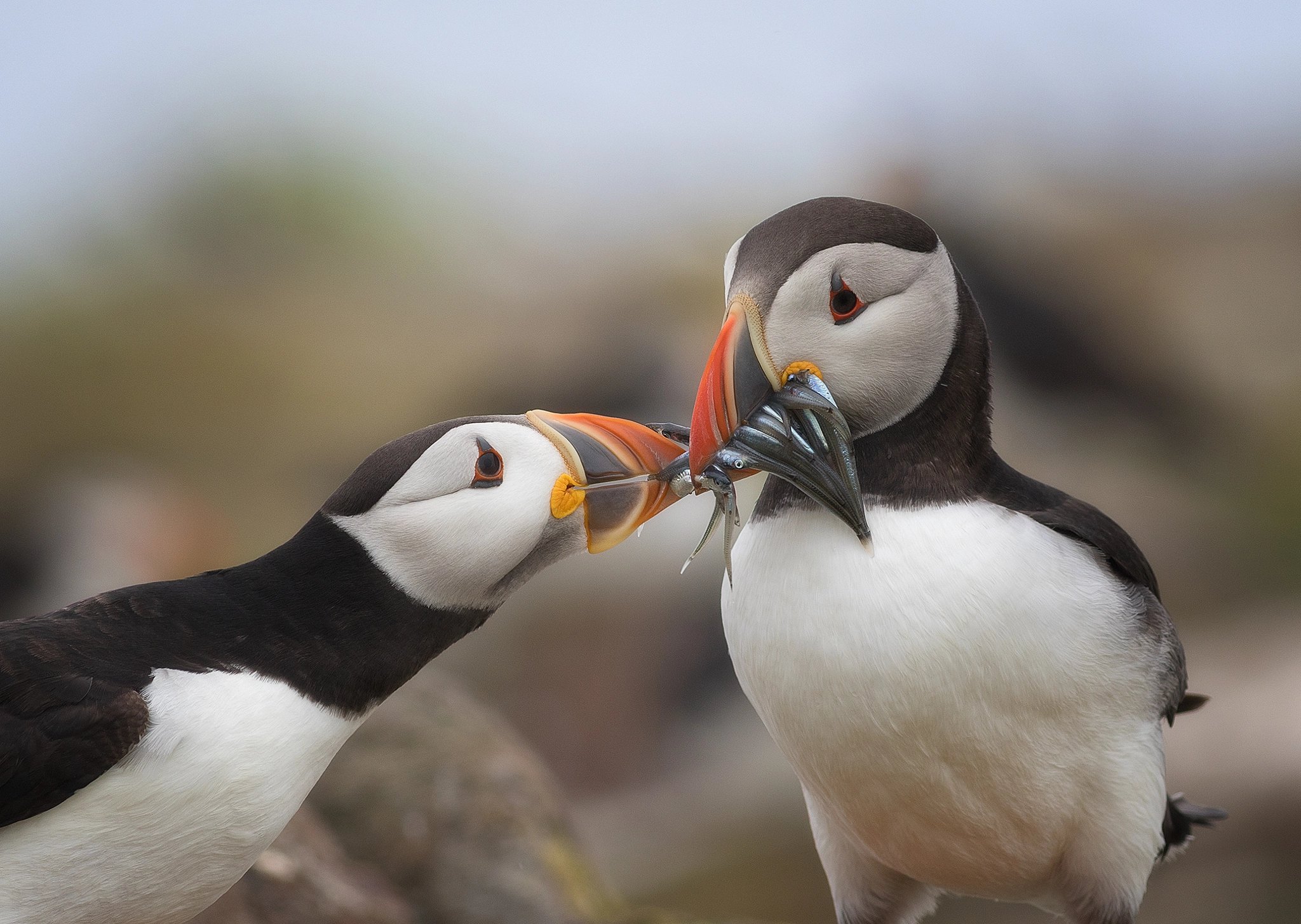 Canon EOS 7D Mark II + Canon EF 400mm F5.6L USM sample photo. Sharing sand eels photography