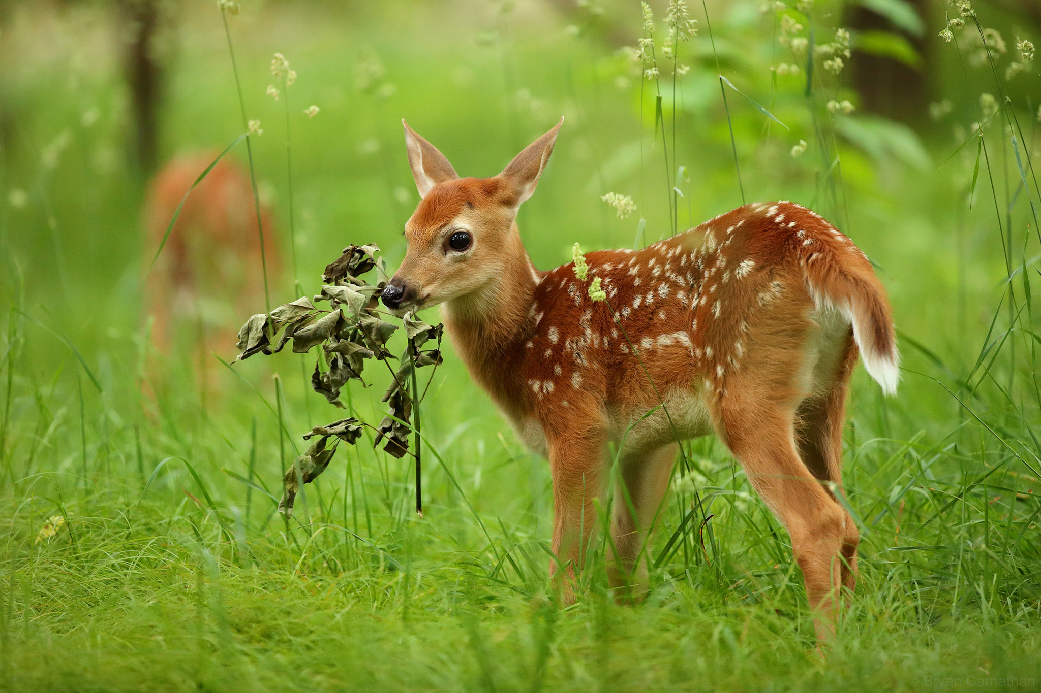 Canon EOS-1D X Mark II + Canon EF 200-400mm F4L IS USM Extender 1.4x sample photo. White-tailed deer fawn holding branch, shenandoah national park photography