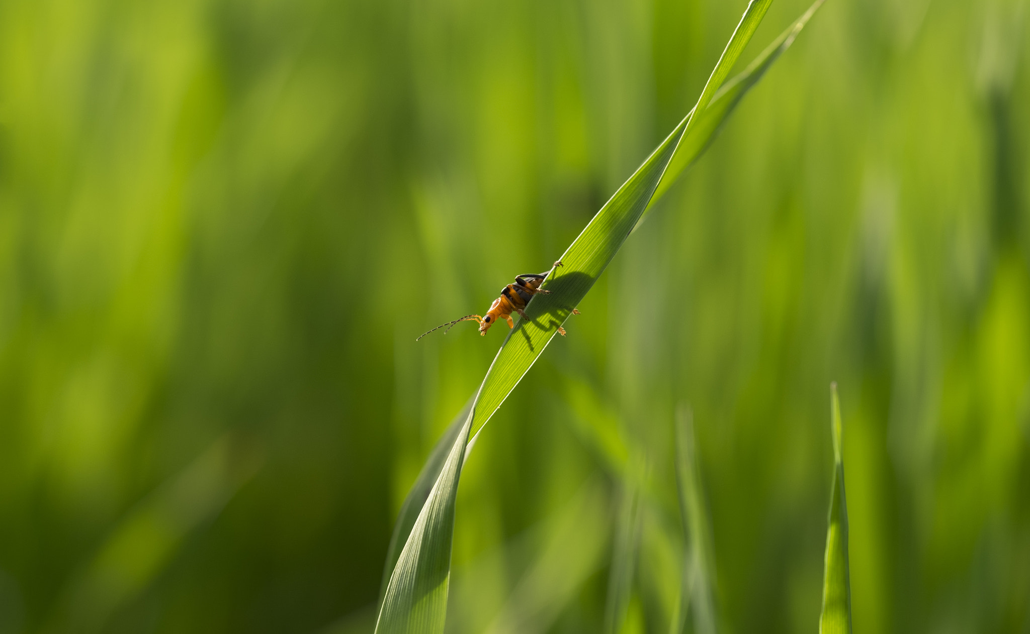 Fujifilm X-T10 + Fujifilm XF 90mm F2 R LM WR sample photo. I want to fly away - it's too green here photography