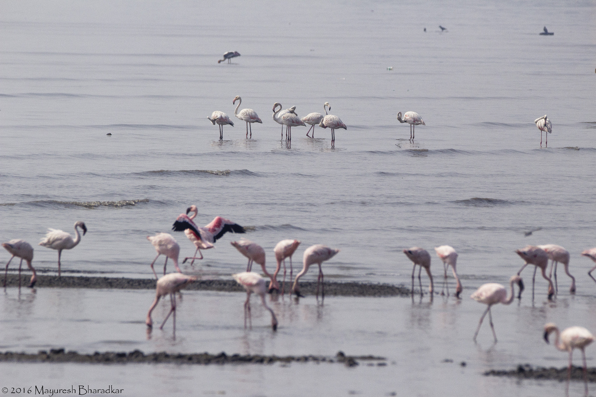 150-600mm F5-6.3 DG OS HSM | Contemporary 015 sample photo. Greater flamingo photography