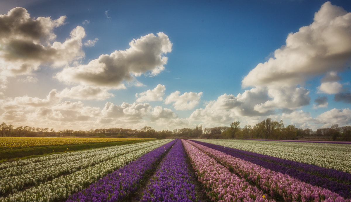 Canon EOS 50D + Canon EF-S 10-18mm F4.5–5.6 IS STM sample photo. Flower bulb fields in holland photography
