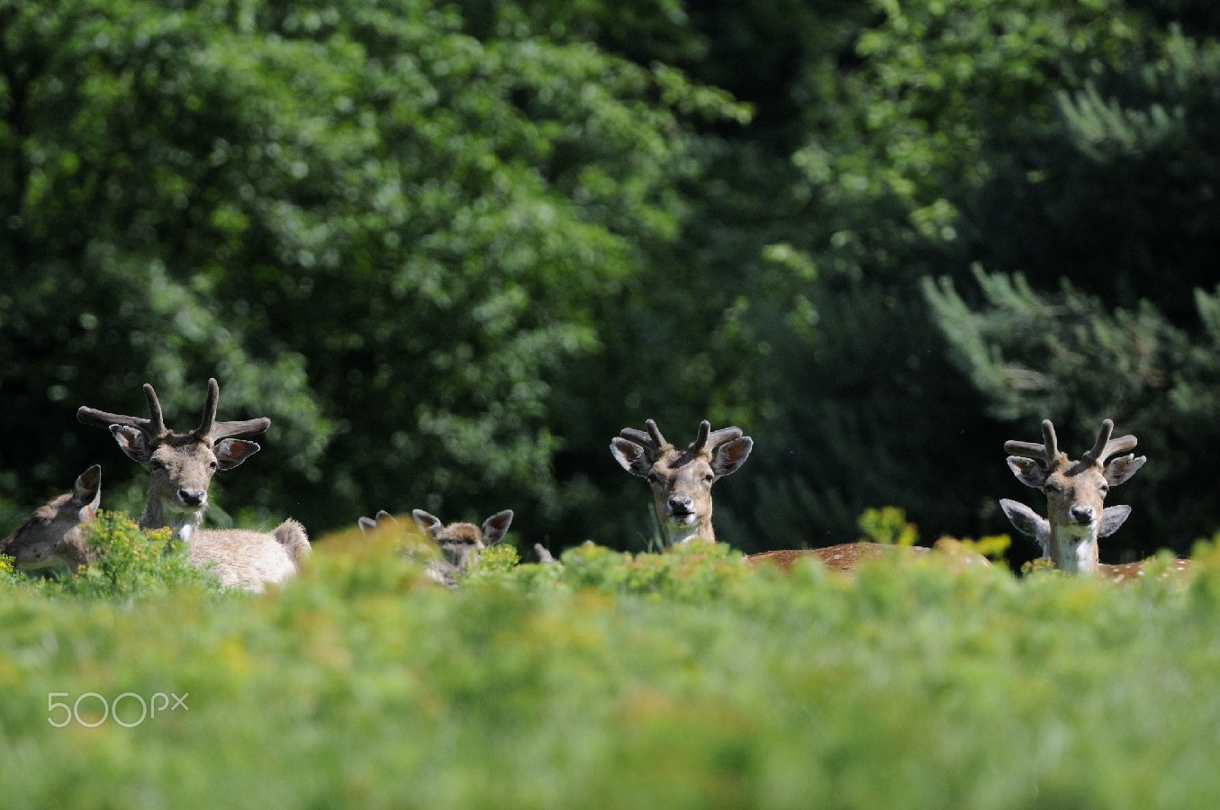 Nikon AF-S Nikkor 200-400mm F4G ED-IF VR sample photo. Three brothers.... photography