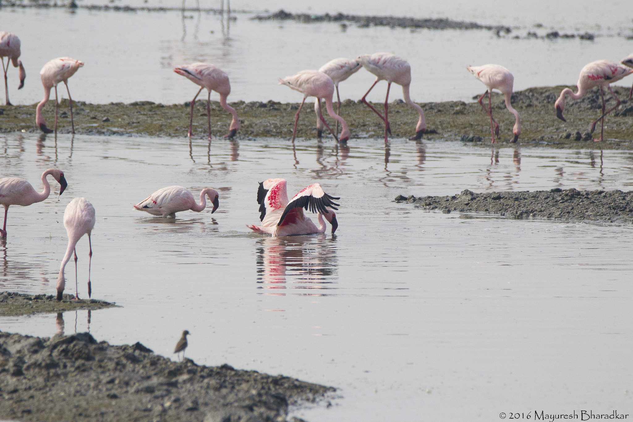 150-600mm F5-6.3 DG OS HSM | Contemporary 015 sample photo. Lesser flamingo photography