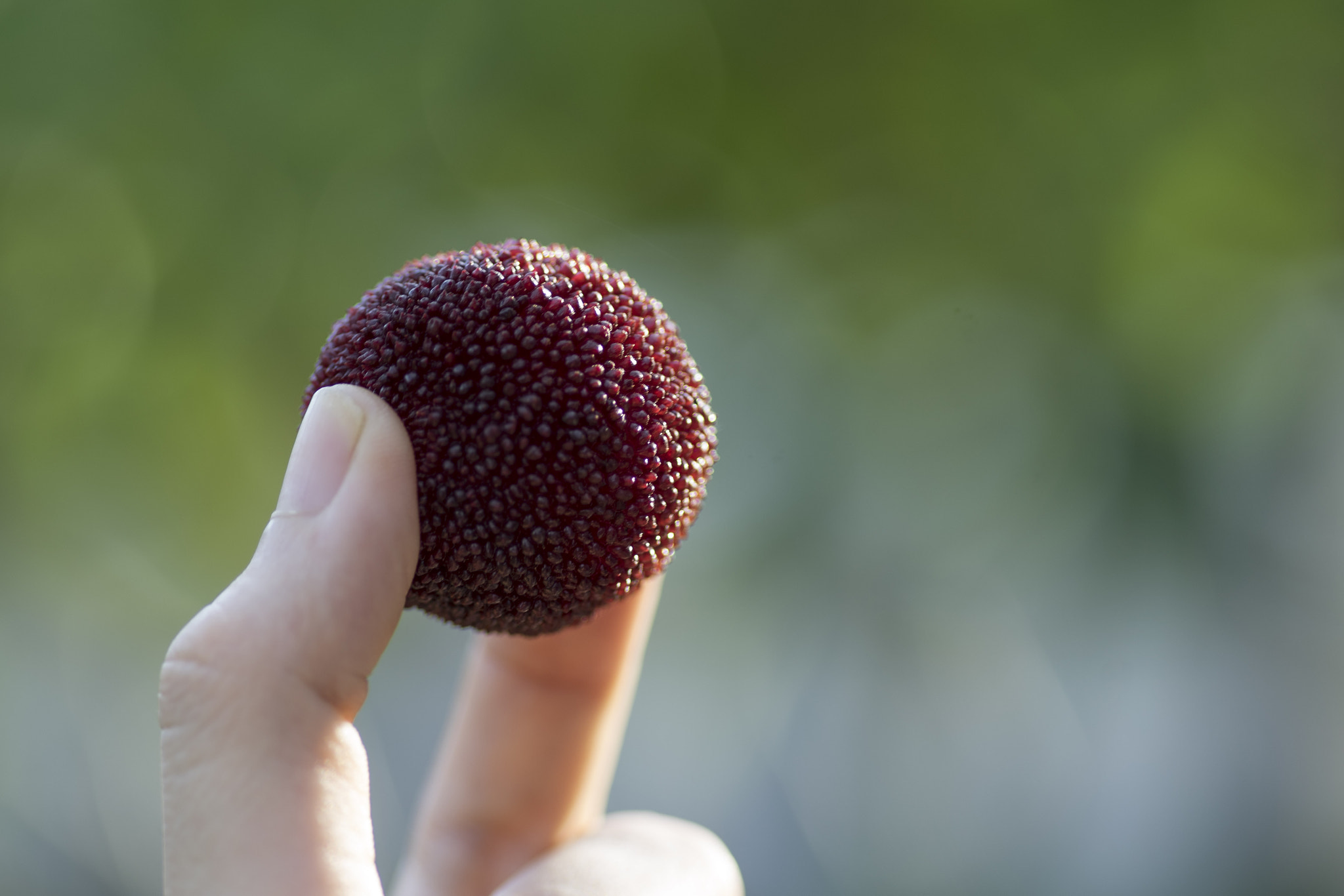 Minolta AF 100mm F2.8 Macro [New] sample photo. Plum photography