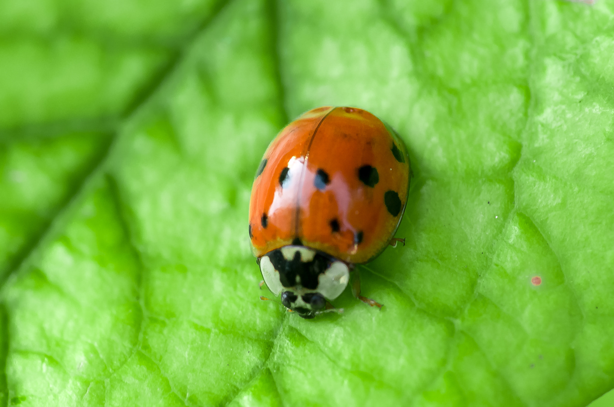Pentax K-50 + A Series Lens sample photo. Ladybug photography