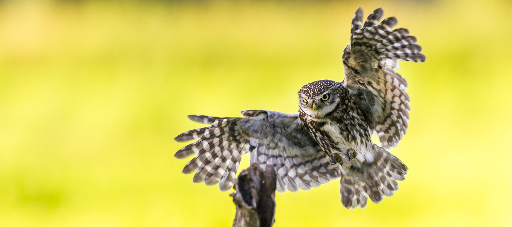 Nikon D3S + Nikon AF-S Nikkor 500mm F4G ED VR sample photo. Littleowl-2016-1.jpg photography