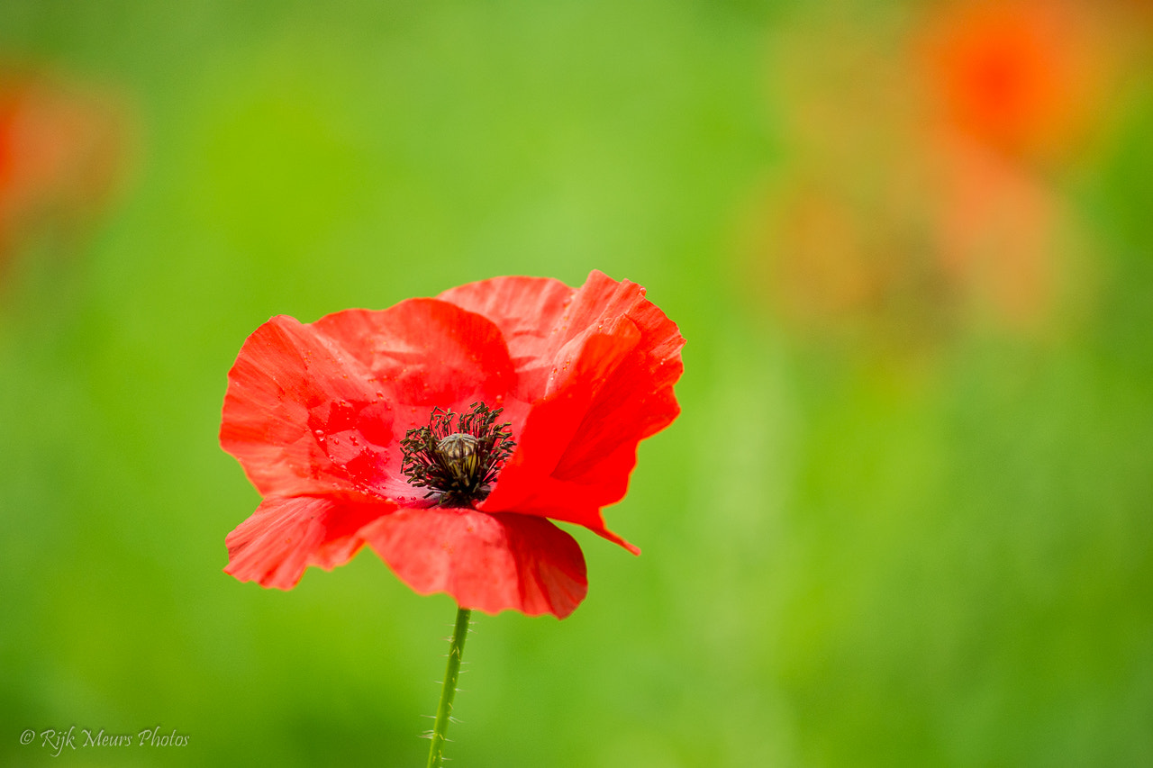 Nikon AF-S Nikkor 70-200mm F4G ED VR sample photo. Poppy - papaver - klaproos photography