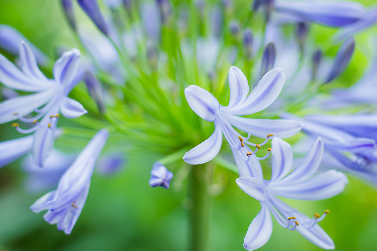 Canon EOS 100D (EOS Rebel SL1 / EOS Kiss X7) + Canon EF 50mm F1.8 STM sample photo. African lily photography
