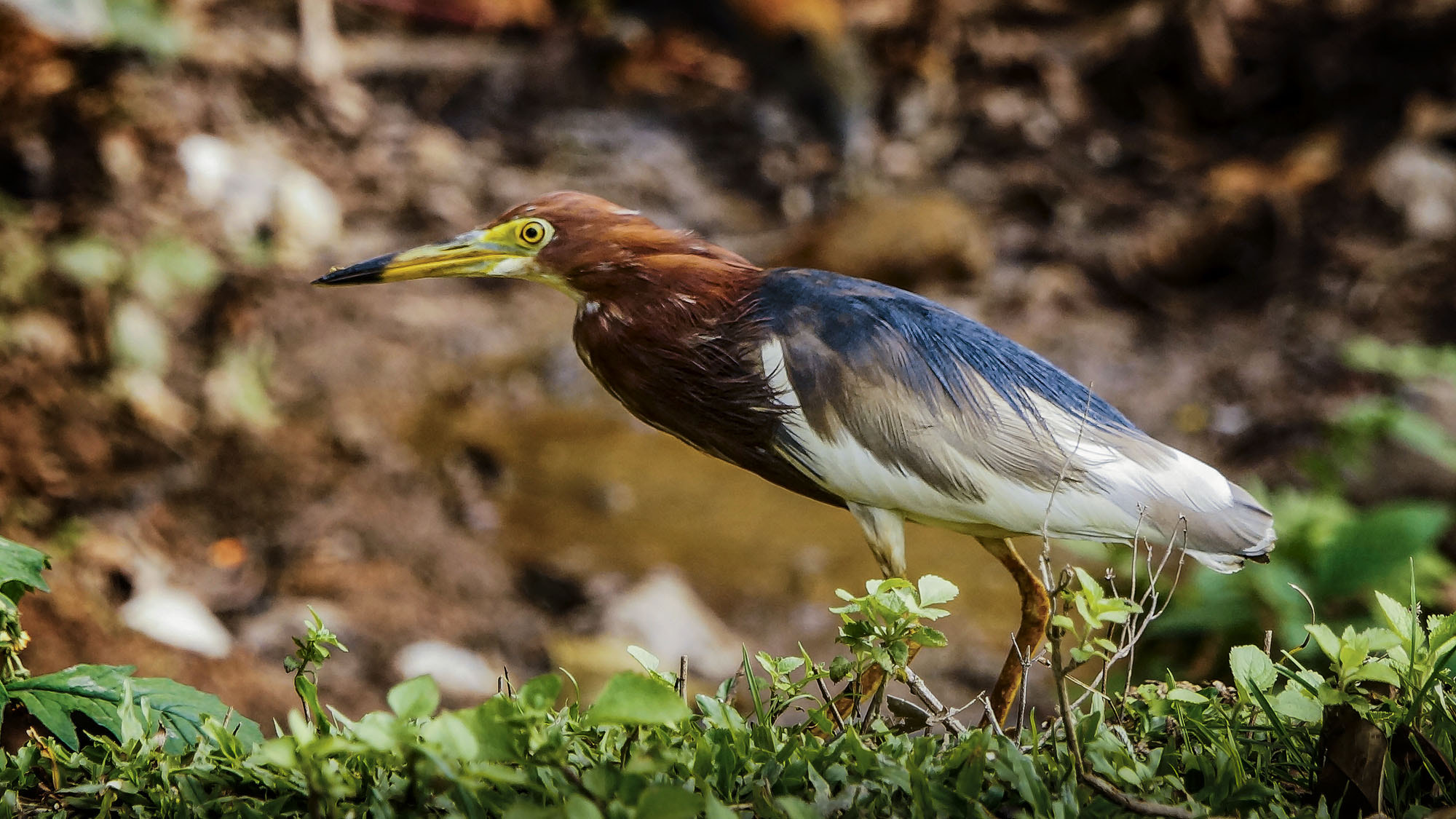 Sony SLT-A57 sample photo. Chinese pond-heron photography