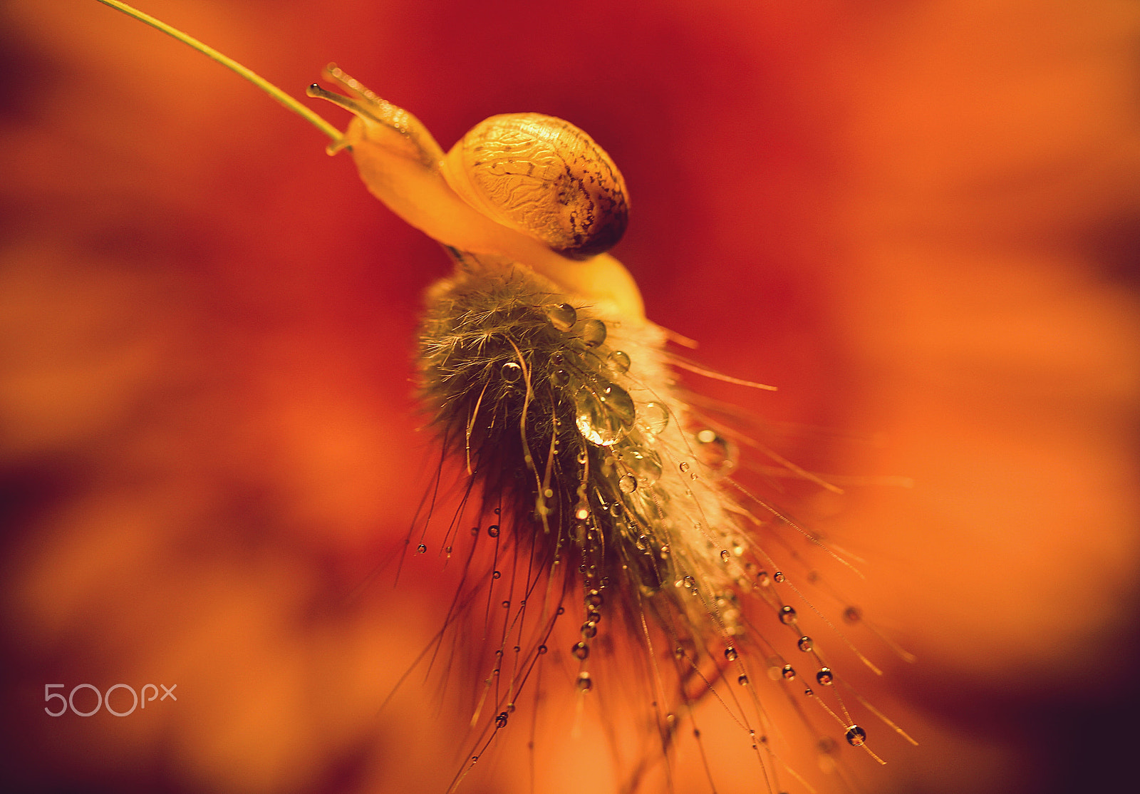 Canon EF-S 60mm F2.8 Macro USM sample photo. Small witch photography