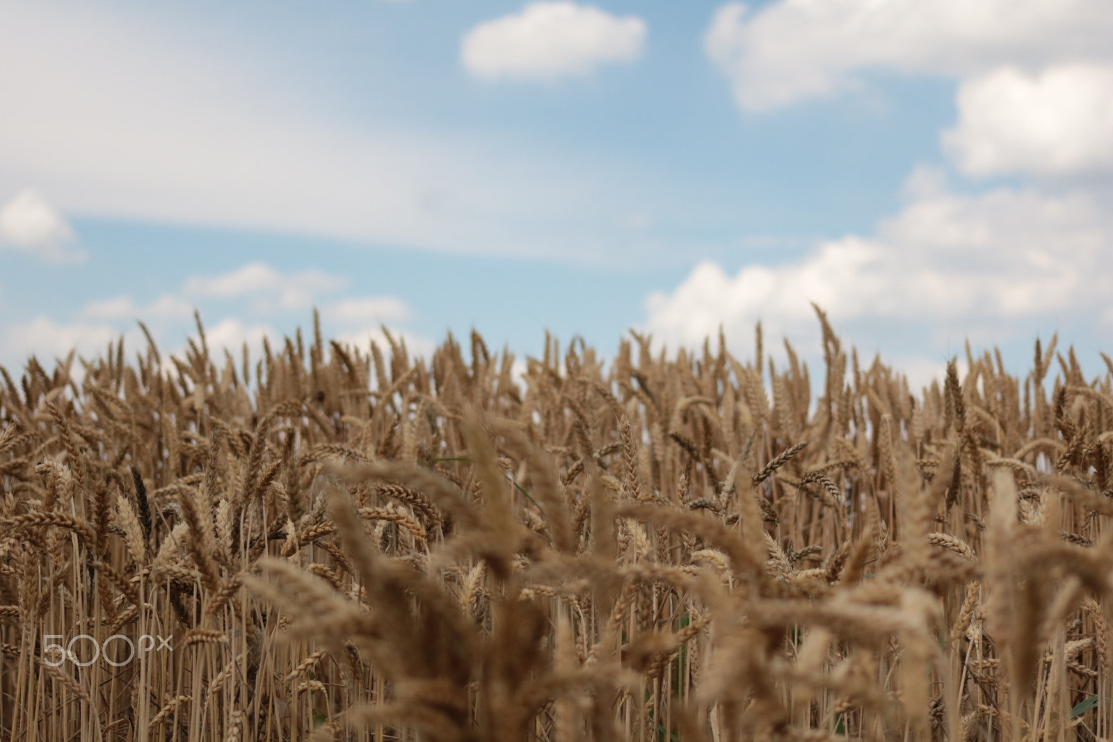 Canon EOS 750D (EOS Rebel T6i / EOS Kiss X8i) sample photo. Wheat field photography