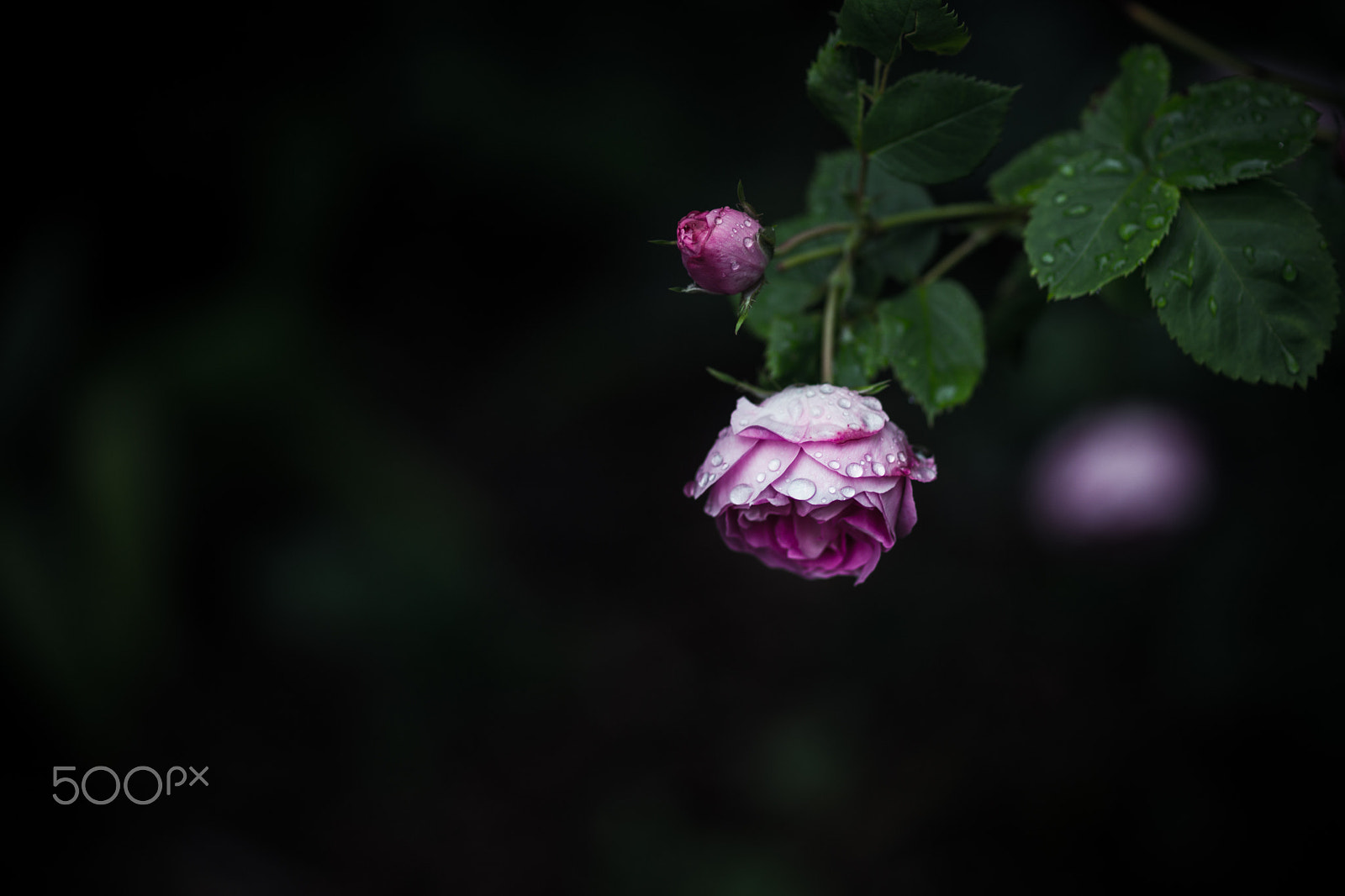 Sony a99 II + Sony 100mm F2.8 Macro sample photo. Don't cry any more photography