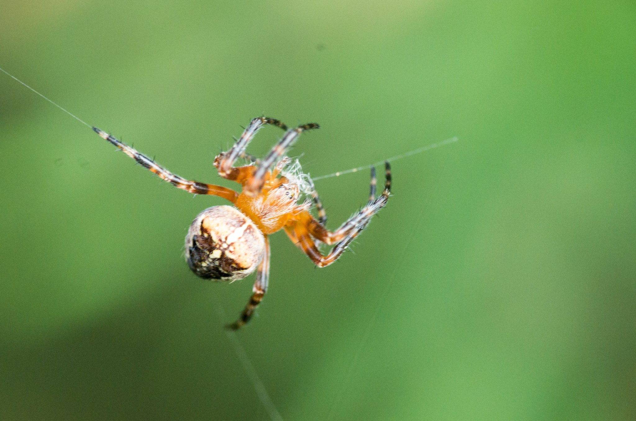 Pentax K-50 + A Series Lens sample photo. Spider photography