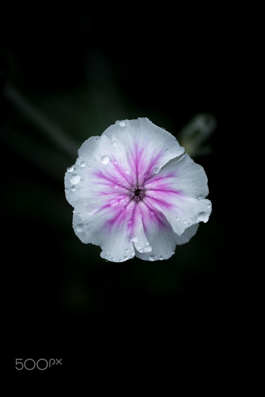 Sony a99 II + Sony 100mm F2.8 Macro sample photo. Sinple photography