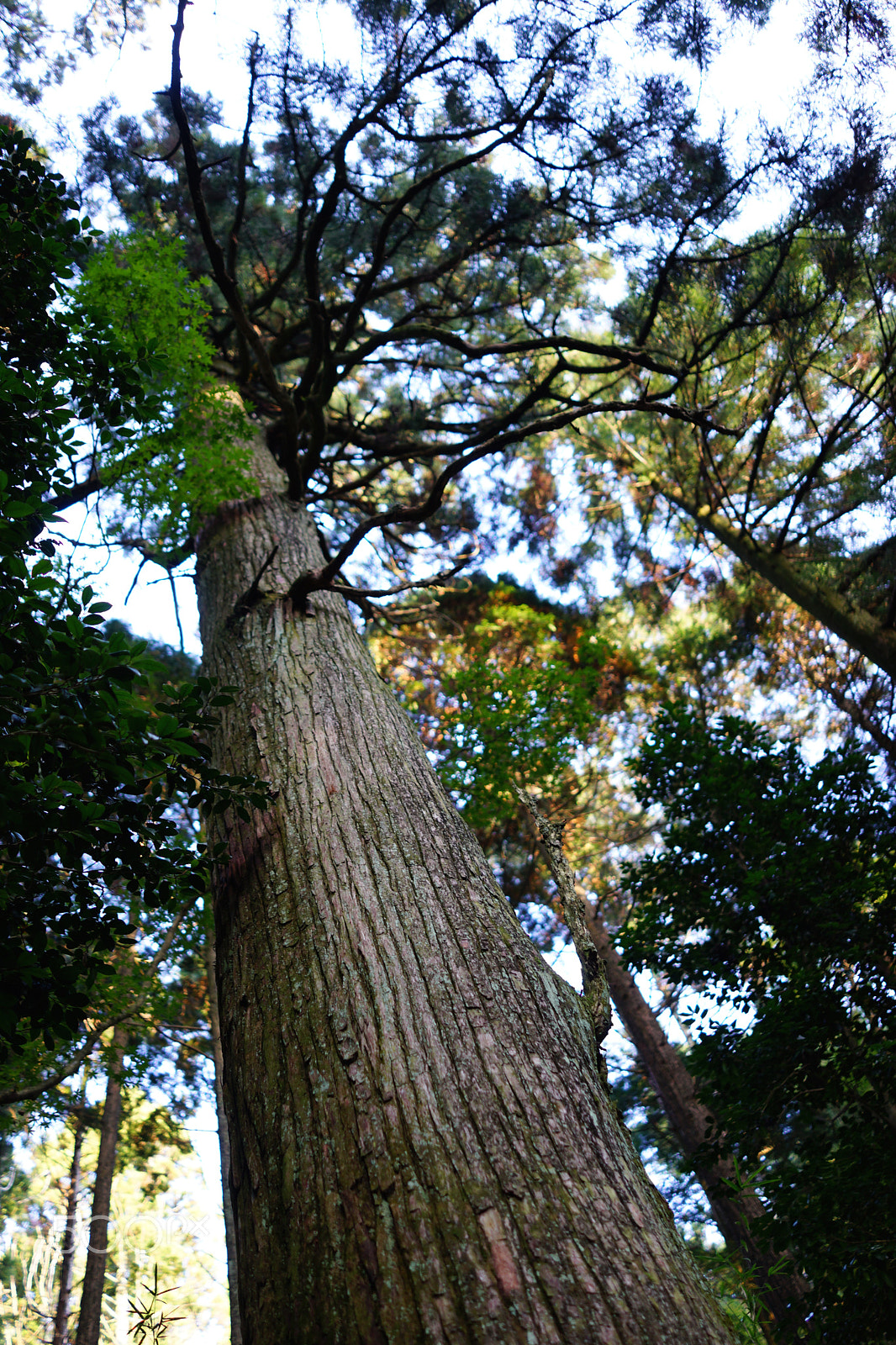 Sony Cyber-shot DSC-RX1R + Sony 35mm F2.0 sample photo. Tall tree photography