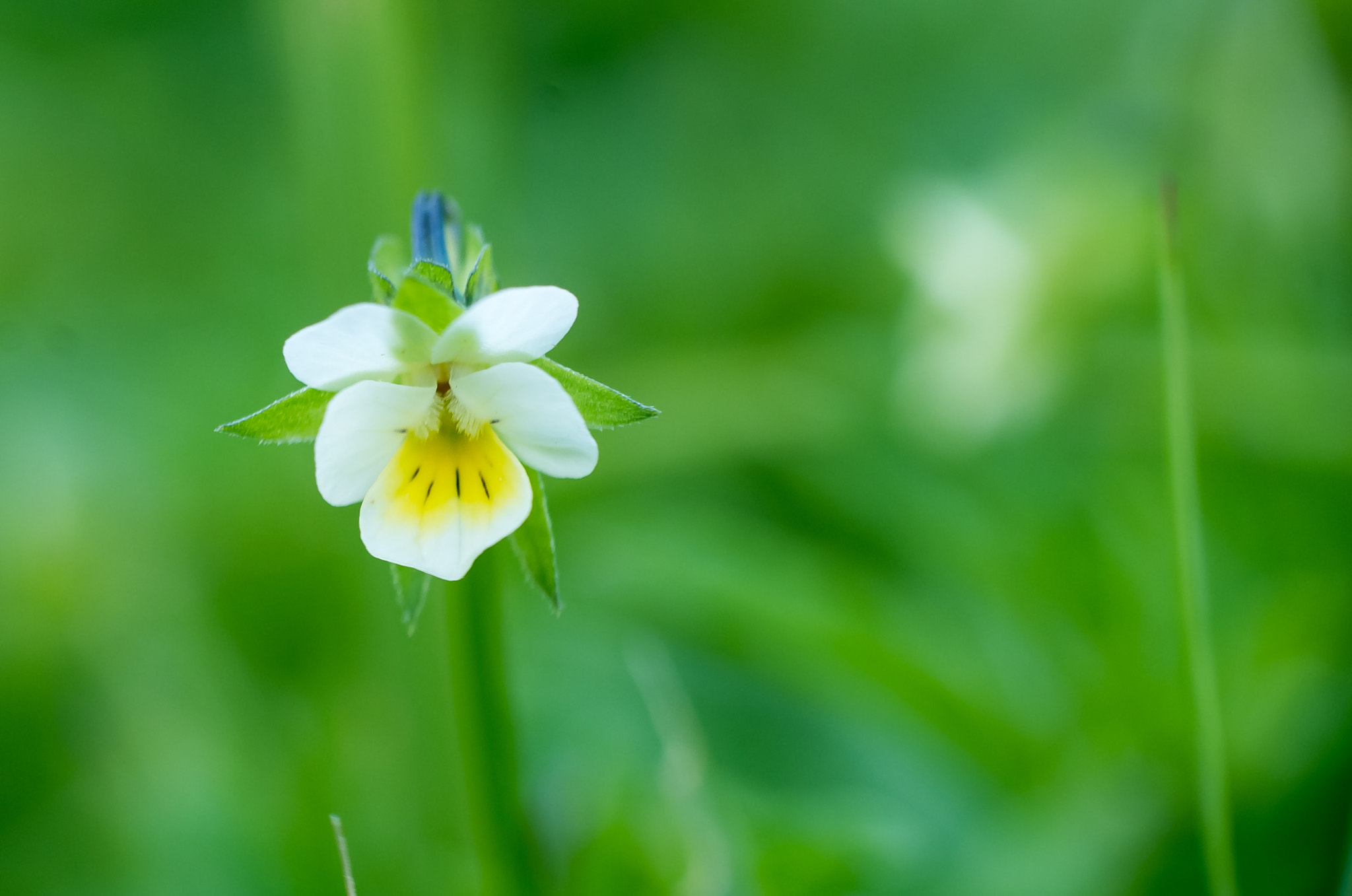 Pentax K-50 + Sigma 50mm F1.4 EX DG HSM sample photo. Small flower photography