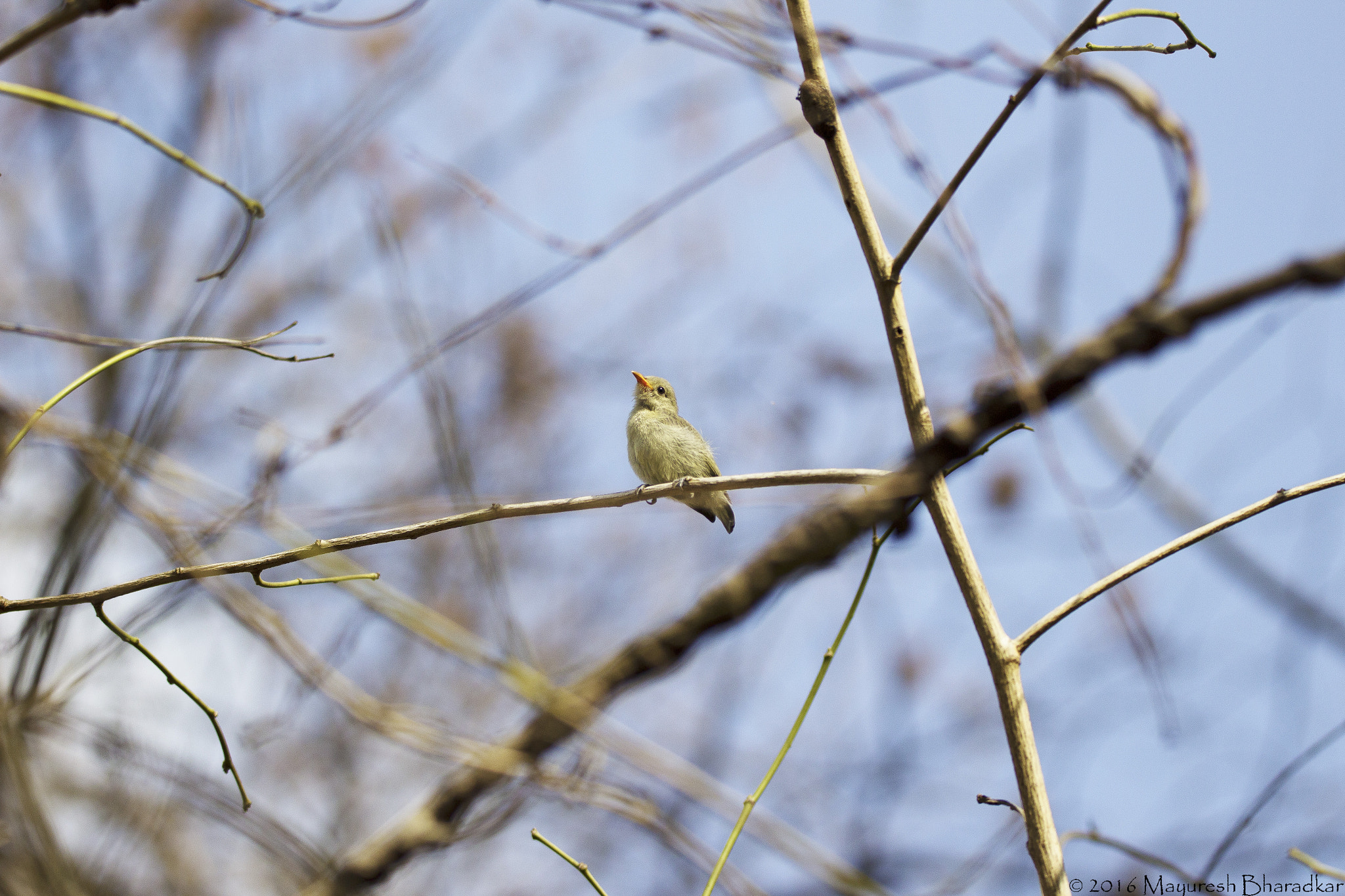 150-600mm F5-6.3 DG OS HSM | Contemporary 015 sample photo. Pale billed flowerpecker photography