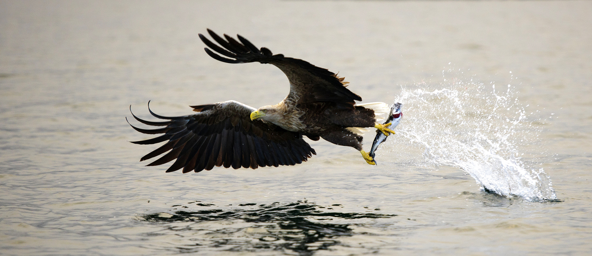 Nikon D3X sample photo. White-tailed eagle photography