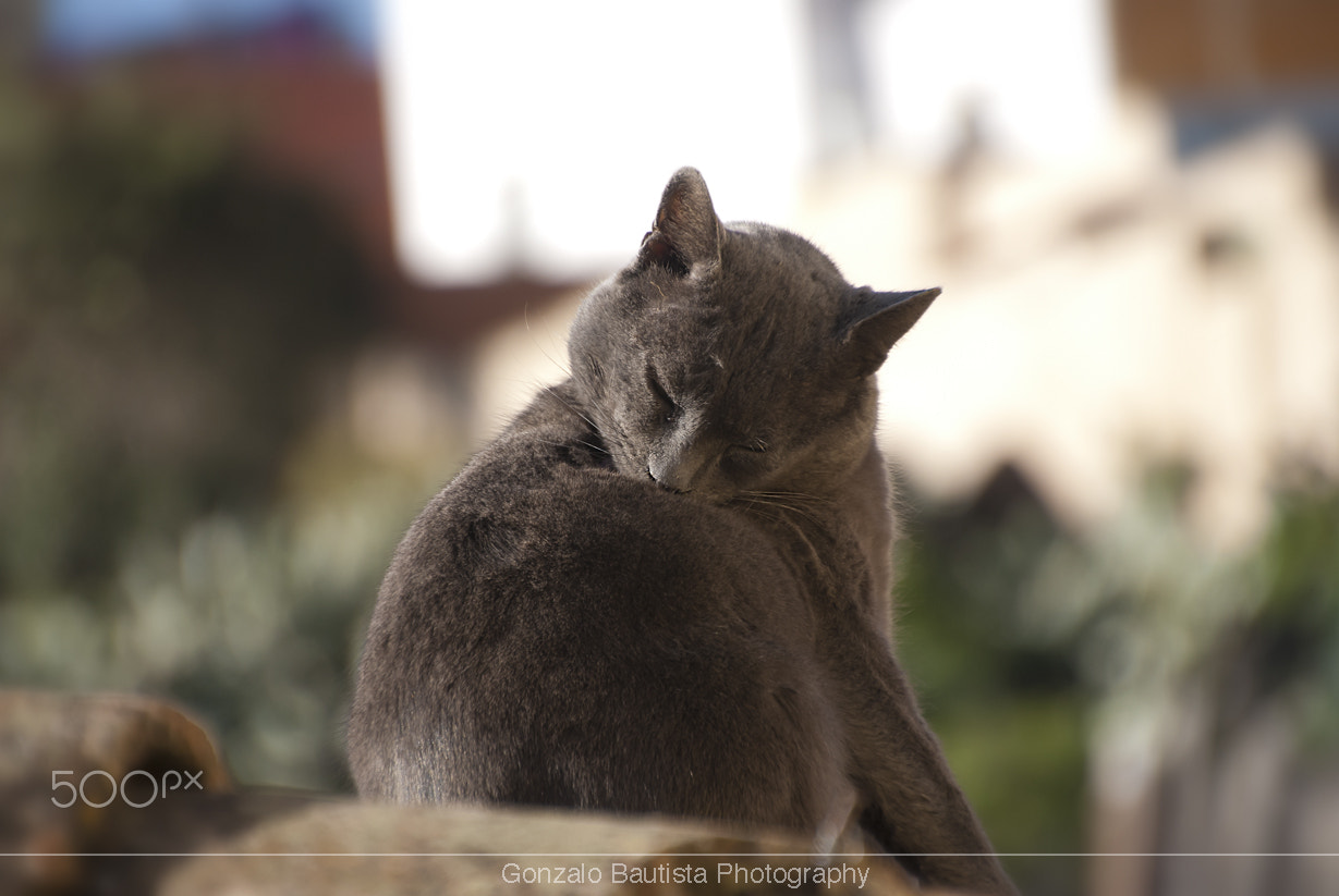 Nikon D40X sample photo. Happy. photography