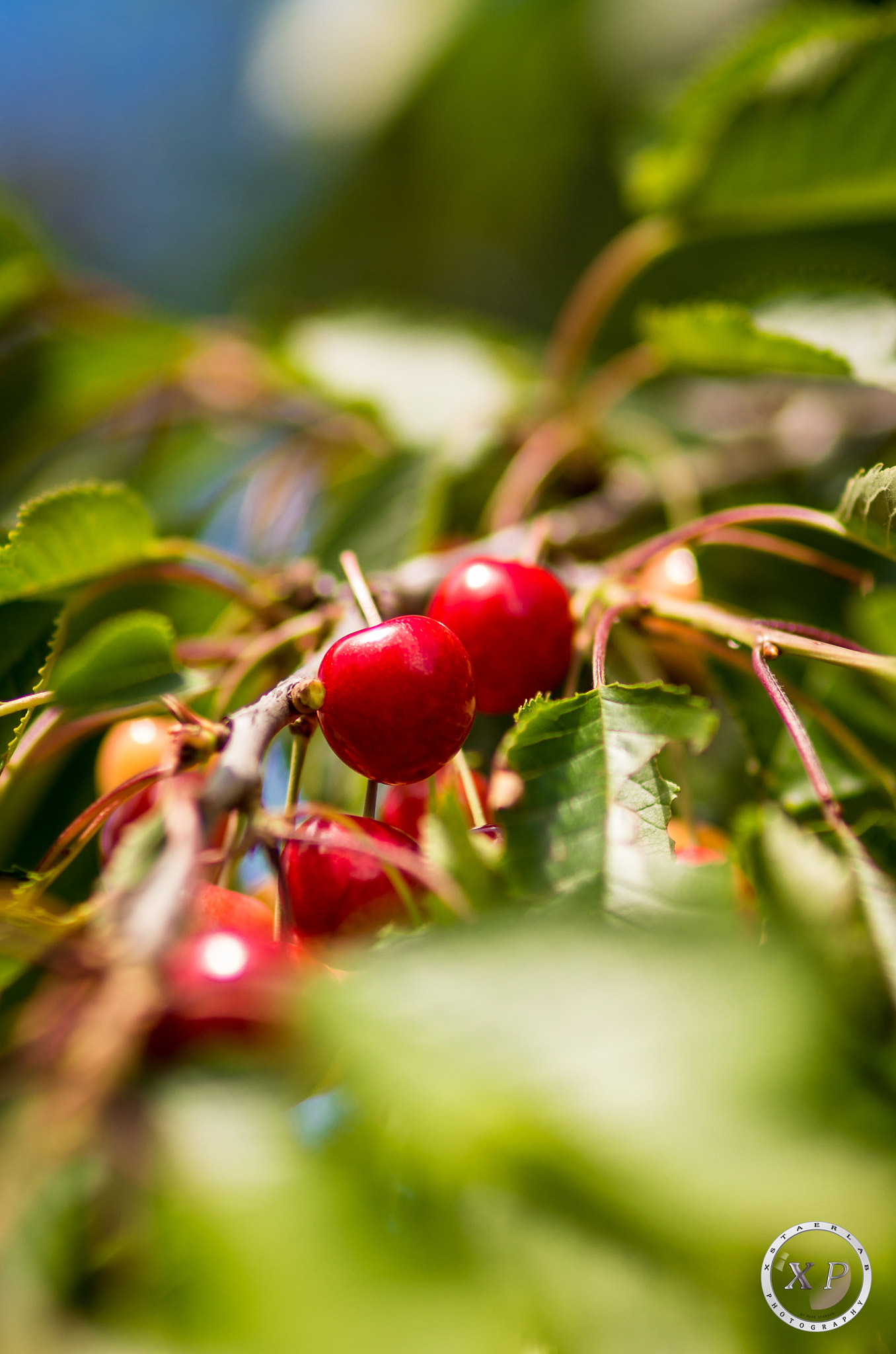 Sigma 85mm F1.4 EX DG HSM sample photo. Cherrytime photography