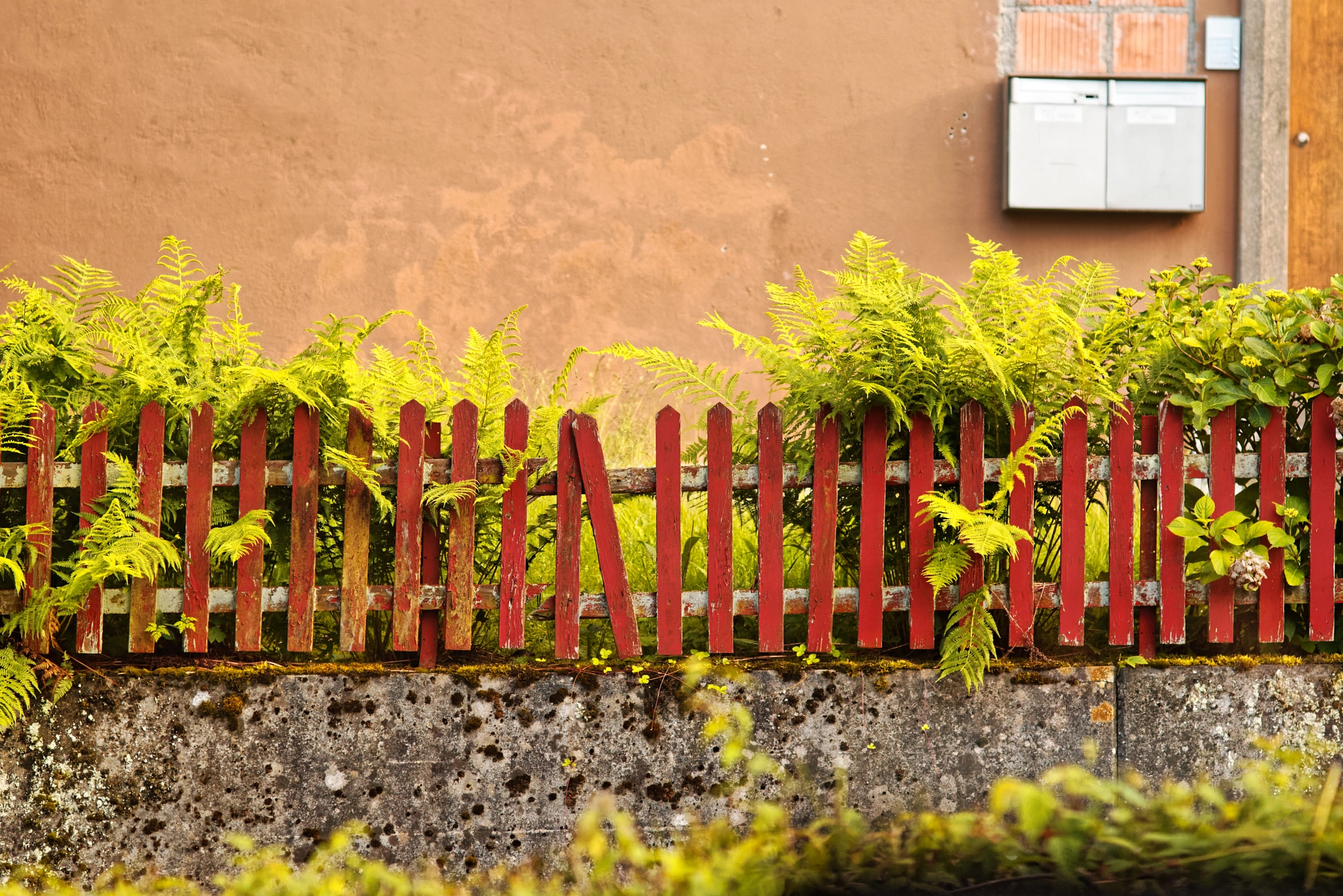 Manual Lens No CPU sample photo. Red fence, green ferns photography