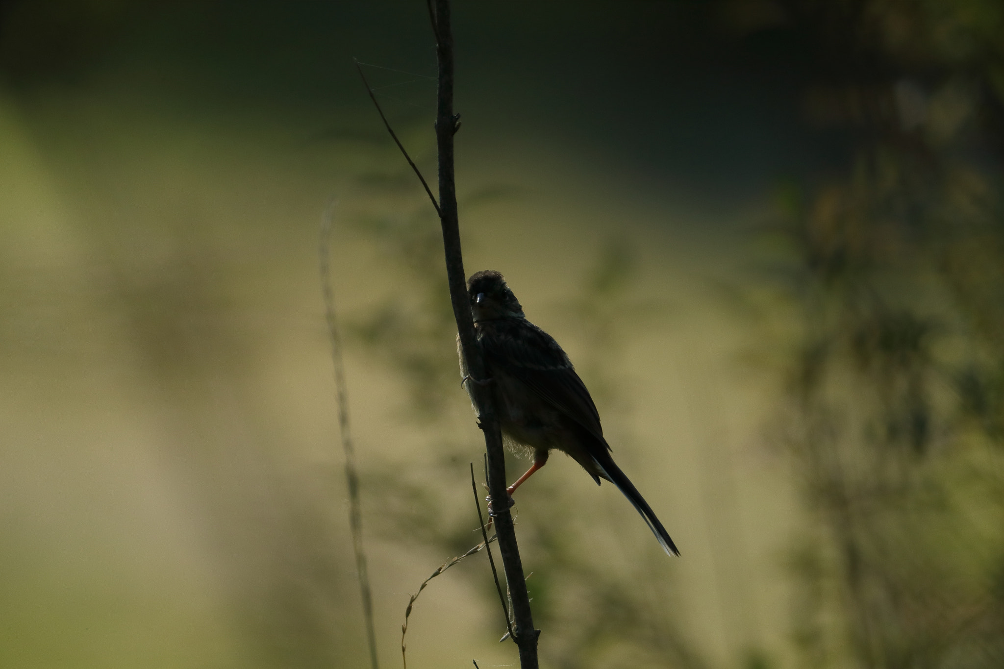 Canon EF 600mm F4L IS II USM sample photo. Silence photography