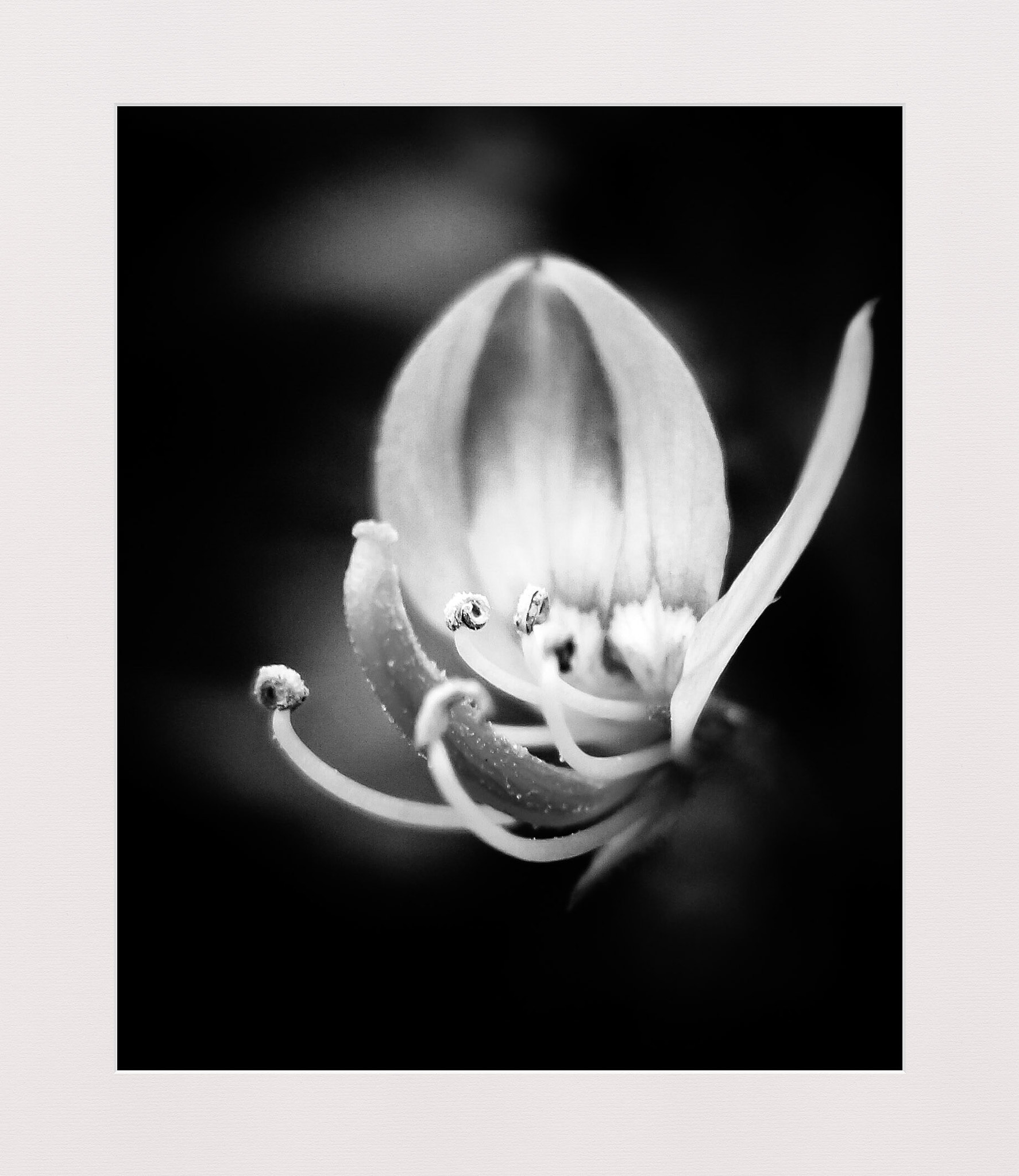 vivo Y51L sample photo. Unnamed beauty  photography