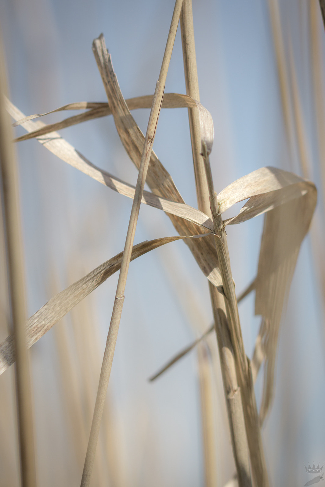 Sigma 105mm F2.8 EX DG OS HSM sample photo. Dry photography