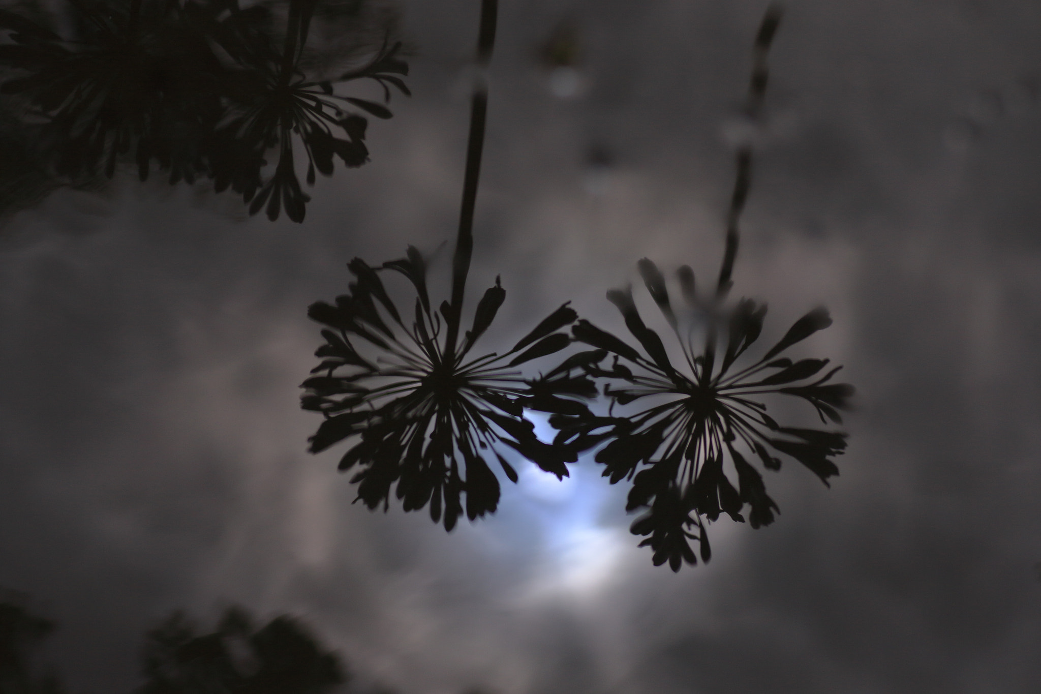 Canon EOS 7D Mark II + Tamron SP AF 90mm F2.8 Di Macro sample photo. ...水鏡。 photography