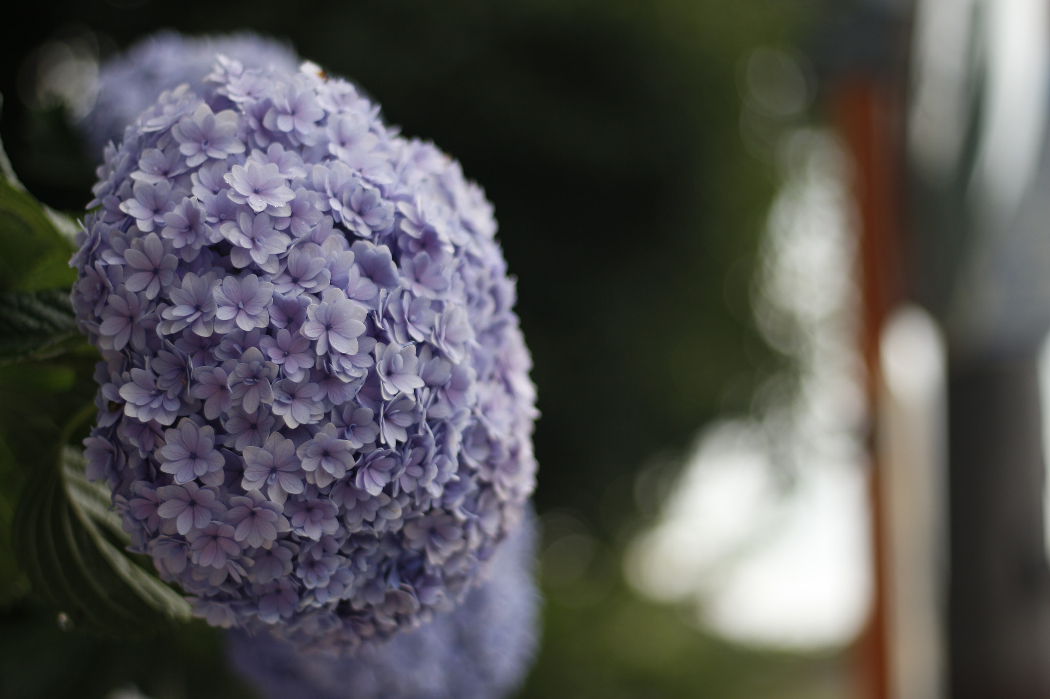 Canon EOS 650D (EOS Rebel T4i / EOS Kiss X6i) sample photo. Cluster photography