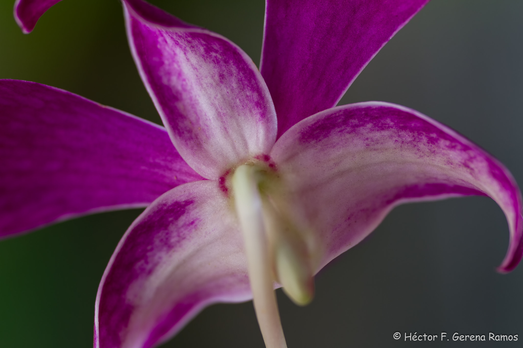 Sigma APO Macro 180mm F2.8 EX DG OS HSM sample photo. Back door photography